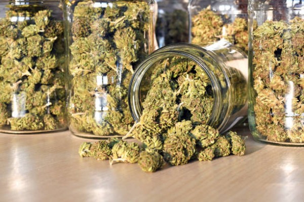 Cannabis strains and flower jars